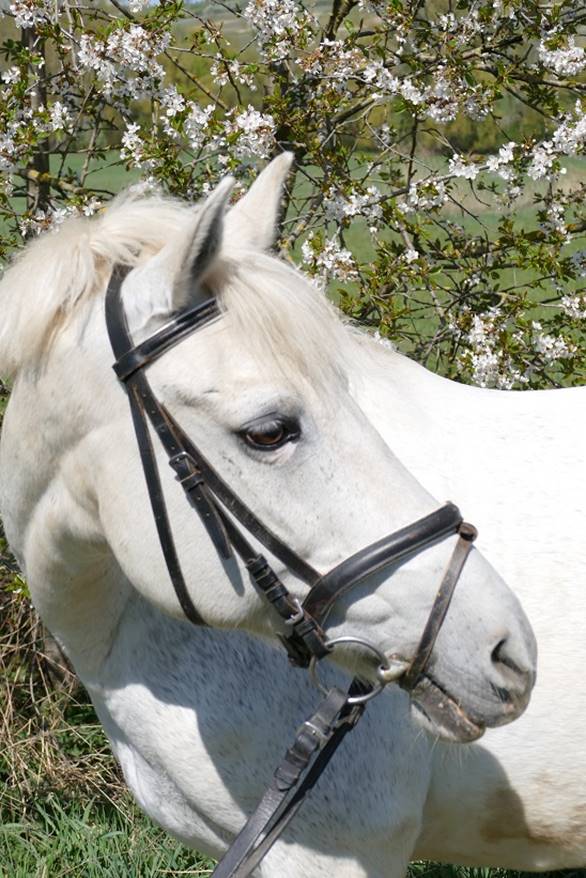 Ein Bild, das draußen, Gras, Pferd, Tier enthält.
Automatisch generierte Beschreibung