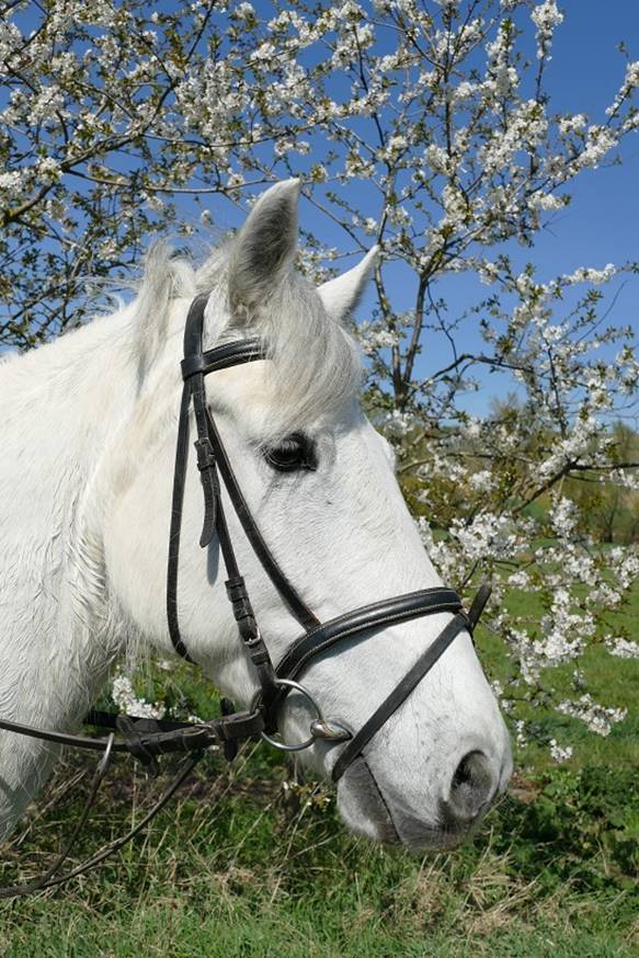 Ein Bild, das draußen, Gras, Pferd, Tier enthält.
Automatisch generierte Beschreibung
