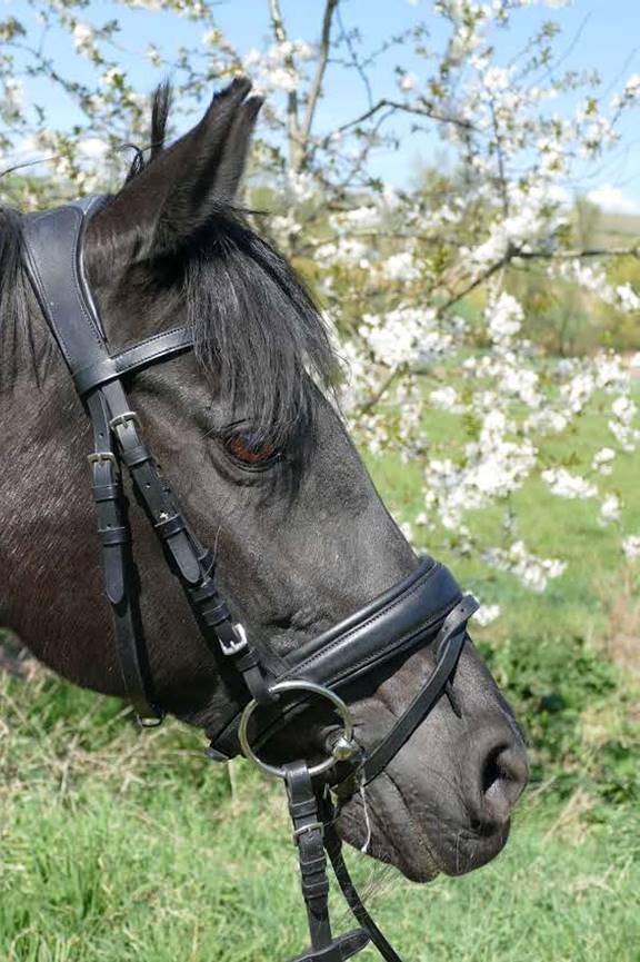 Ein Bild, das draußen, Gras, Katze, schwarz enthält.
Automatisch generierte Beschreibung
